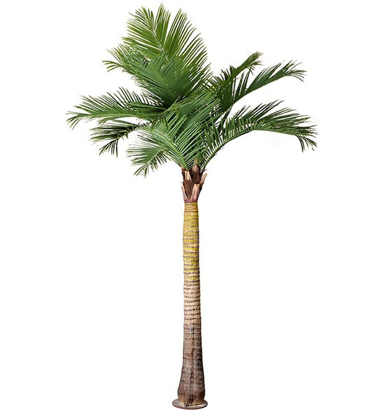 Palm