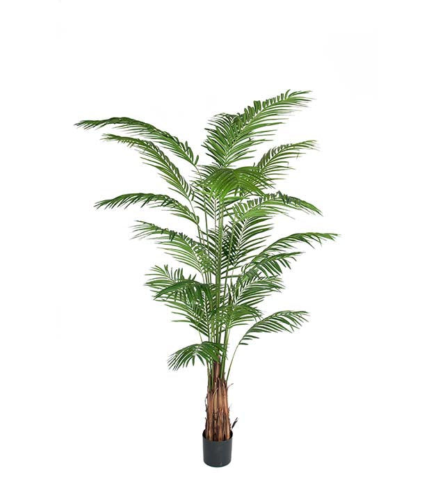 Areca Palm