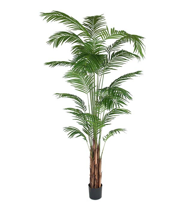 Areca-Palme