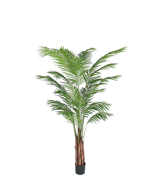 Areca Palm