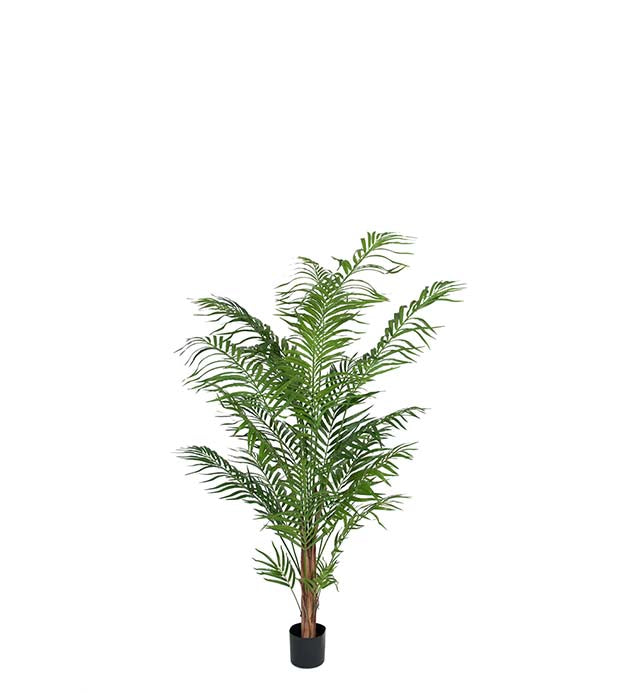 Areca Palm