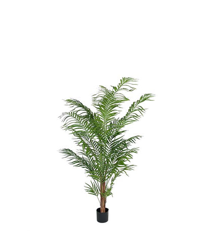 Areca-Palme