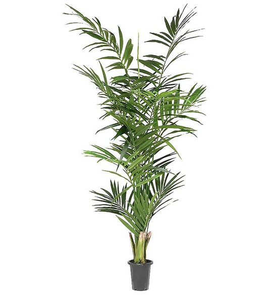 Kentia Palm