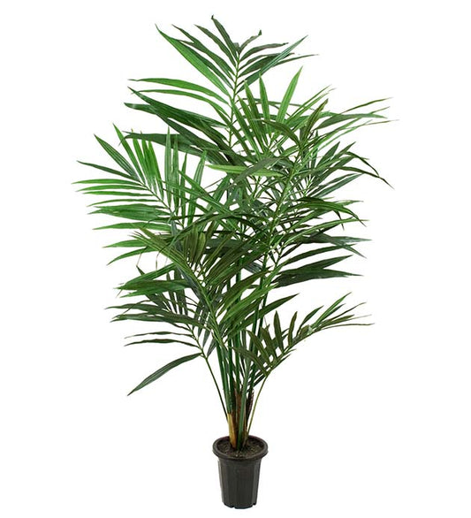 Kentia Palm